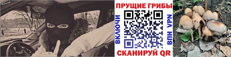 как найти закладки Петрозаводск Псилоцибиновые грибы Magic Shrooms